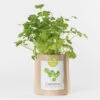 Sac Papier Prêt à Cultiver Coriandre 2 Sac Papier Prêt à Cultiver Coriandre -Jardin Et Extérieur sac papier pret a cultiver coriandre