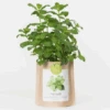 Sac Papier Prêt à Cultiver Menthe -Jardin Et Extérieur sac papier pret a cultiver menthe