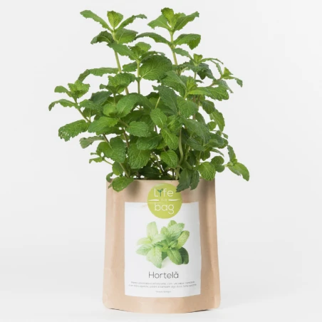 Sac Papier Prêt à Cultiver Menthe 3 Sac Papier Prêt à Cultiver Menthe