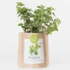 Sac Papier Prêt à Cultiver Origan -Jardin Et Extérieur sac papier pret a cultiver origan