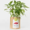 Sac Papier Prêt à Cultiver Piments -Jardin Et Extérieur sac papier pret a cultiver piments