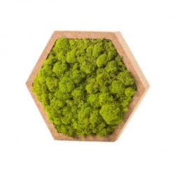 Tableau Végétal Mural Stabilisé 16cm Vert -Jardin Et Extérieur tableau vegetal mural stabilise 16cm vert 3