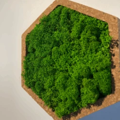 Tableau Végétal Mural Stabilisé 16cm Vert -Jardin Et Extérieur tableau vegetal mural stabilise 16cm vert 4