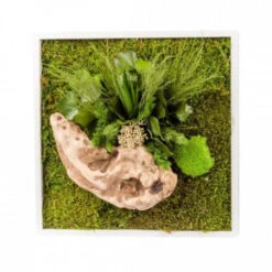 Tableau Végétal Mural Stabilisé 35cm Blanc -Jardin Et Extérieur tableau vegetal mural stabilise 35cm blanc 1