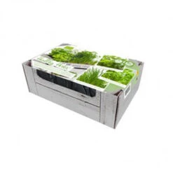 Trio Herbes Aromatiques BIO Prêt à Pousser 5 Trio Herbes Aromatiques BIO Prêt à Pousser -Jardin Et Extérieur trio herbes aromatiques bio pret a pousser 1