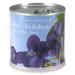 Violettes à Faire Pousser En Boite -Jardin Et Extérieur violettes a faire pousser en boite 1